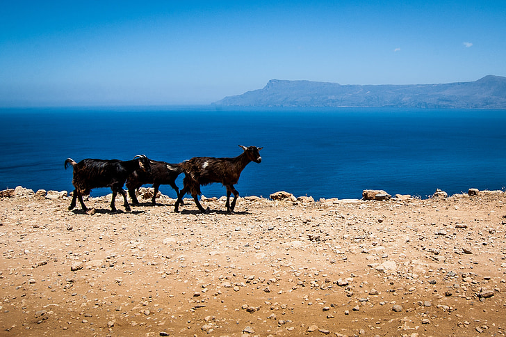 kambing, Yunani, Crete, batu-batu