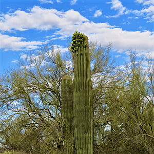Cactus, Saguaro, öken, Arizona, vildmarken