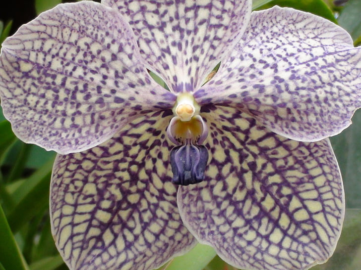 orchidėja, gėlė, augalų, violetinė