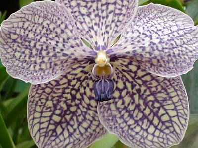 orchidej, květ, závod, fialová