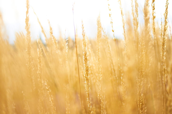 селективни, фокус, пшеница, поле, през деня, трева, зърнени култури
