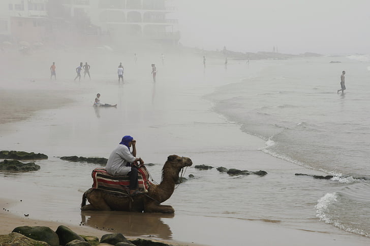верблюд, пляж, туман, Марокко, Природа, узбережжя, море