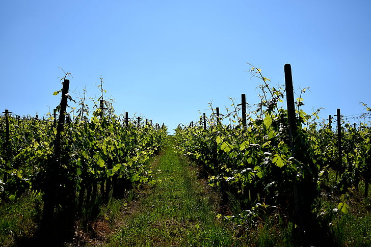 wine, agriculture, rural, nature, grapevine, landscape, summer