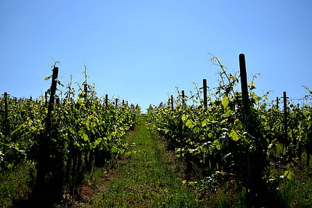 vinho, agricultura, rural, natureza, videira, paisagem, Verão