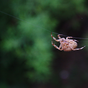 spider, insect, jumping spider, web spider, creepy, macro, close