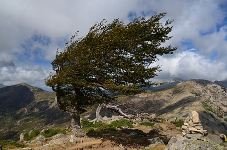 wind, corsican, mountain, curved shaft, nature, landscape, outdoors