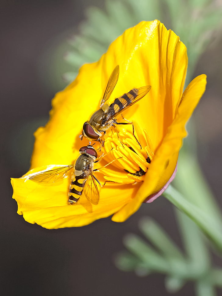 Hoverfly, μύγα, έντομο, άνθος, άνθιση, φύση, ζώο