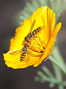 hoverfly, บิน, แมลง, ดอก, บาน, ธรรมชาติ, สัตว์