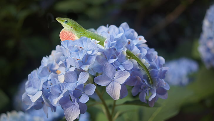 hydrangea, lizard, flower, blue, spring, nature, animal