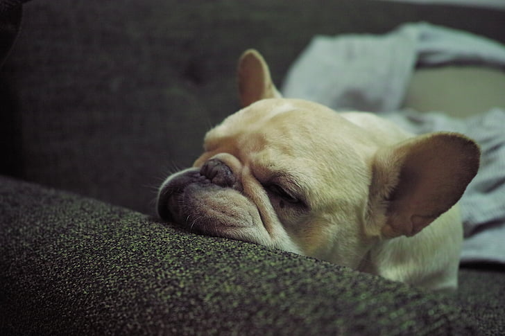 bulldog francés, el perro, cachorro, para dormir, células somáticas, mascota