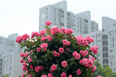 Parque Olímpico, levantou-se, festival de rosa