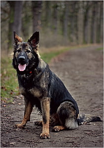 독일 셰퍼드, 개, 숲, 앉아, 벗 겨 지기 쉬운 강아지