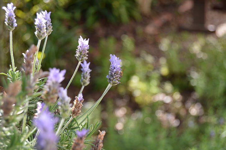 lavender, garden, nature, herb, green, herbal, botanical