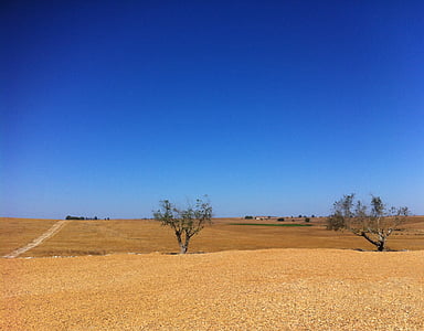 Кастро Верде, Беха, Alentejo, Португалия, поле, маслиново дърво, лято
