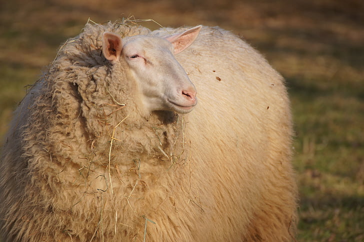 moutons, animal, laine, ferme, fourrure, animaux, visage de moutons