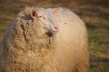pecore, animale, lana, azienda agricola, pelliccia, animali, faccia di pecore