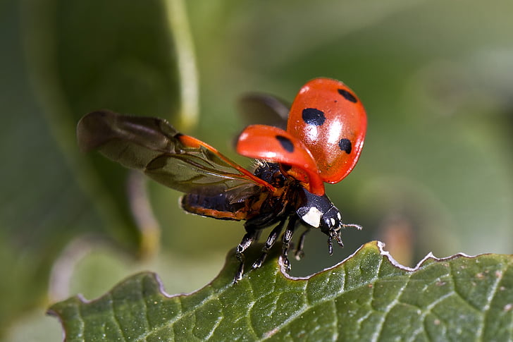 Ladybug, zbor, Gândacul, insectă, macro, foaie, natura