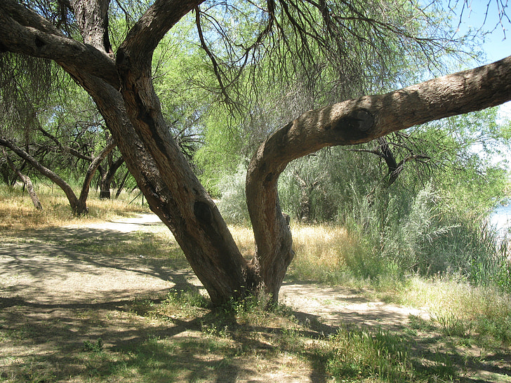 Arizona, paesaggio, albero, organico, agricoltura, tempo libero, ambiente