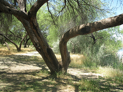 Arizona, kraštovaizdžio, medis, organinių, žemės ūkis, lauke, aplinka