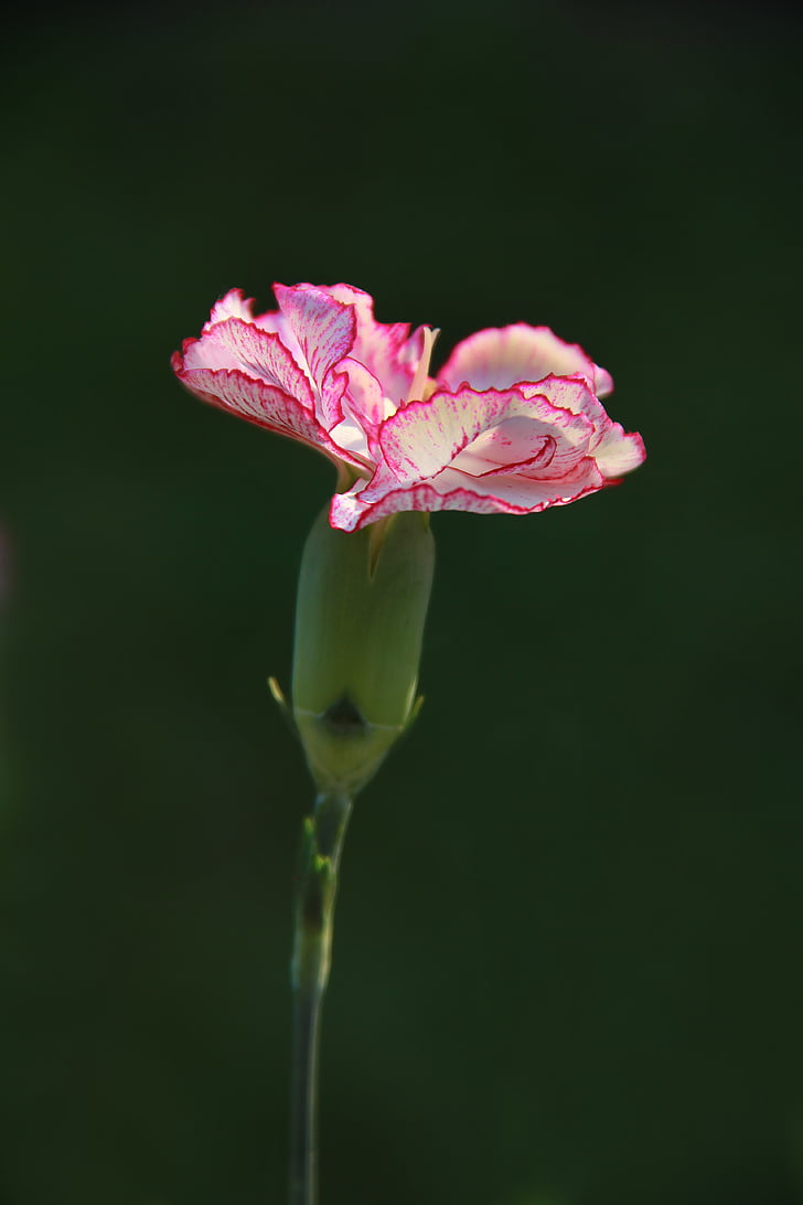 carnation, pink, flower, plant, flowers, white