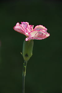 carnation, pink, flower, plant, flowers, white
