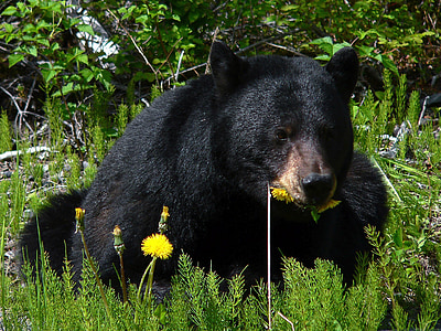 黑熊, 冰川湾, 阿拉斯加, 野生动物, 自然, 外面, 草