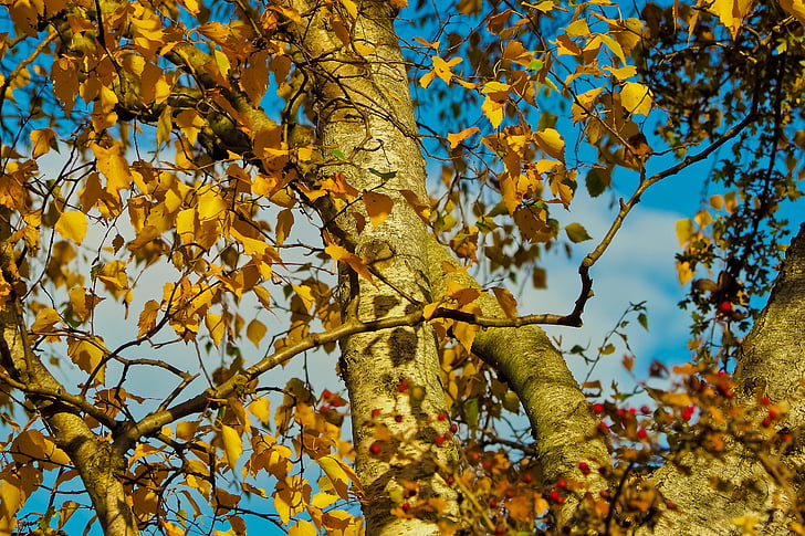 podzim, listy, listy na podzim, zlatý podzim, padajícího listí, Příroda, Les