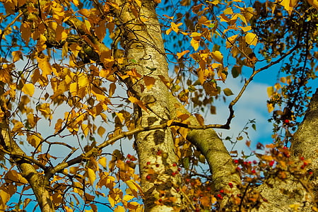 rudens, atstāj, rudens lapas, zelta rudens, rudenī zaļumiem, daba, meža