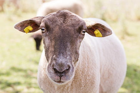 羊, 動物の肖像画, 頭, 自然, ラム, 牧草地, 草