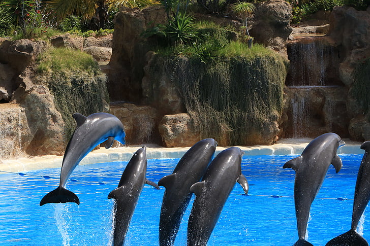 dolfijnen, Voorbeeld, Loro park, Tenerife, leuk, water, blauw