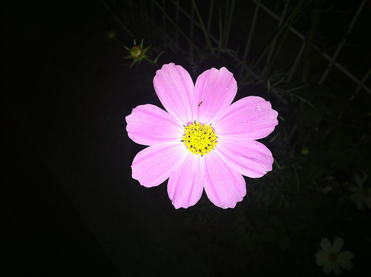 bunga, iPhone, di malam hari, liar, bunga liar, merah muda, semut