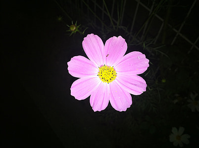 квіти, iPhone, у вечірній час, дикі, Wildflower, рожевий, Ant