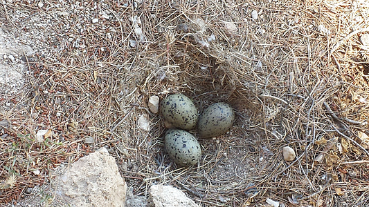 moeveneier, vtáčie vajcia, hniezdo