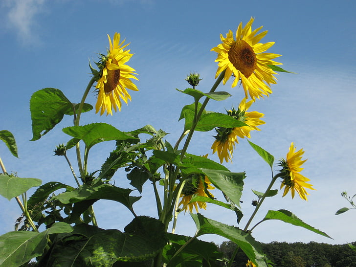 sunflowers, flowers, giverny, monet's garden