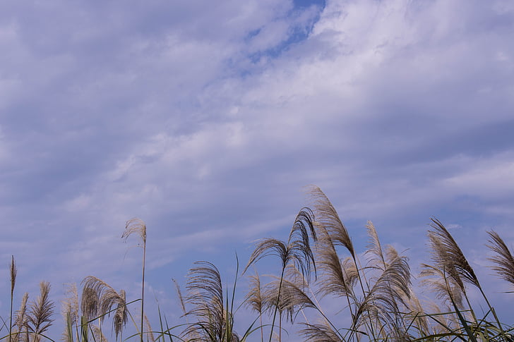 Reed, bầu trời, đám mây, phong cảnh