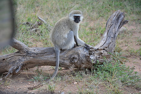маймуна, Африка, Серенгети, Национален парк, парк Серенгети, Танзания, резерват