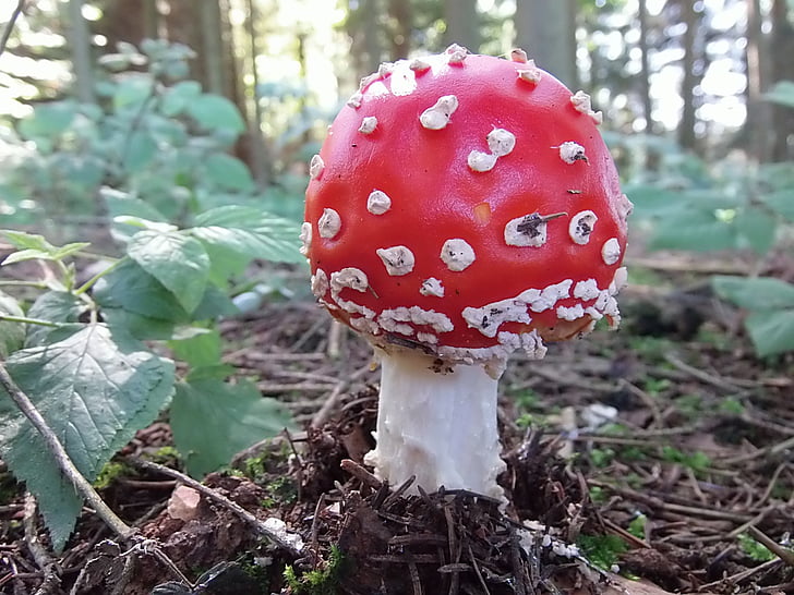 fly agaric, forest, red, nature, forest floor, red fly agaric mushroom, close