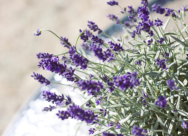 lavender, flower, nature, romanticism, decoration, purple flower, lavender in the garden