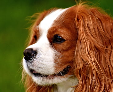 šuo, Cavalier king charles spaniel, juokingas, naminių gyvūnėlių, gyvūnų, Kailiniai, rudos spalvos