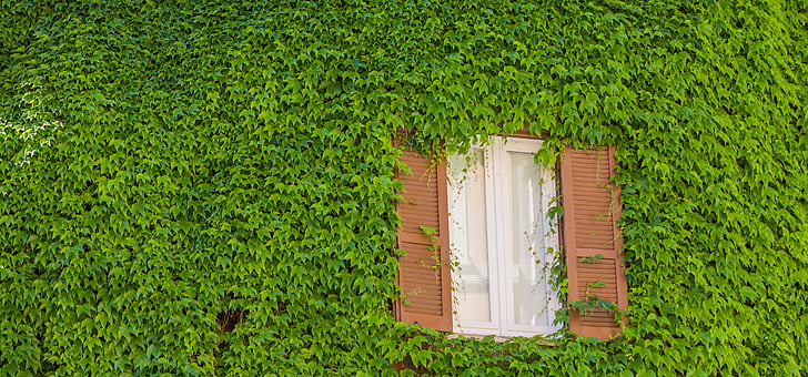 rome, window, green, plants, street, architecture, ancient rome