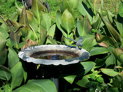 birdbath, 植物, 水, 自然, グリーン, ガーデン, ボタニカル