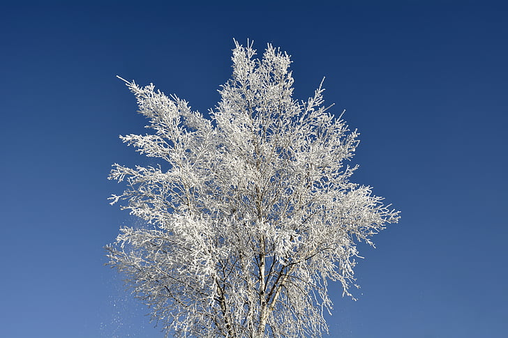 Crown, puu, talvel, talvistel, Morgentau, küps, loodus