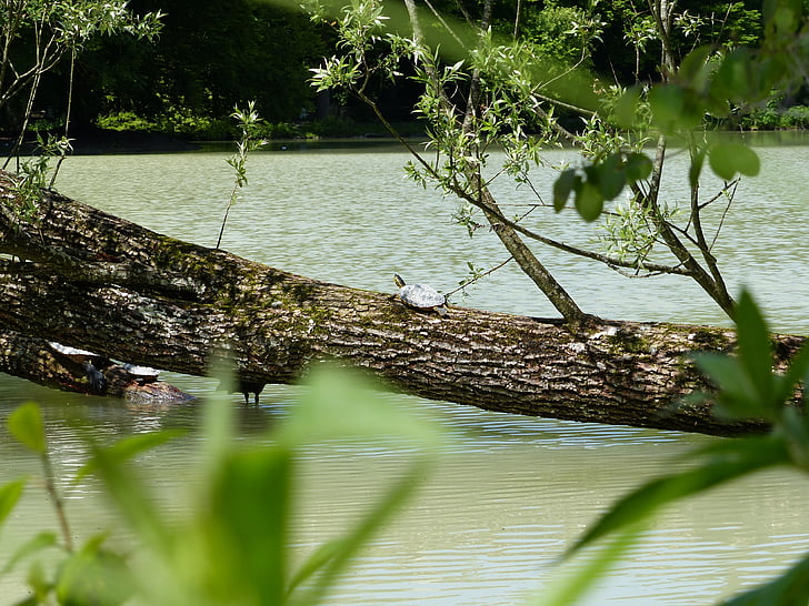 water turtle, turtle, behind brühler lake, tree, nature, plants, grass