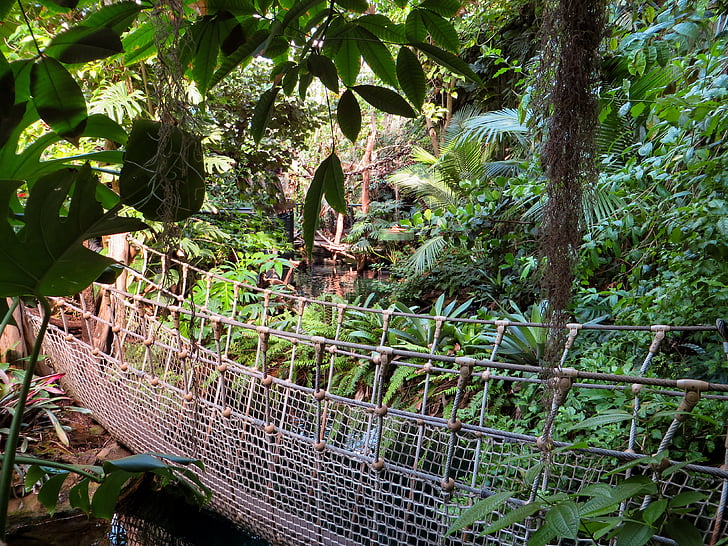 jungle, suspension bridge, plant, wilderness, run