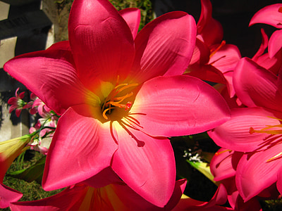 blomst, Lily, Acapulco, Lilly, blomstermotiver, buket, plante