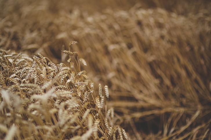 agriculture, cereal, field, grain, moving, wheat, wind