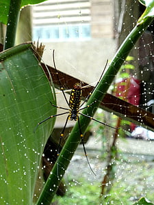 nhện, nhện hex, Spider web, Quentin chong
