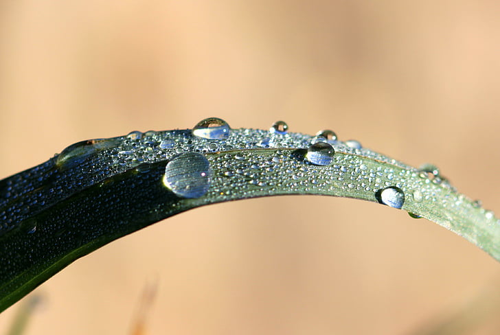 grass, blade of grass, raindrop, dewdrop, nature, close
