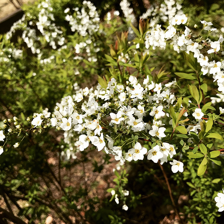 Frühling, Park, Blumen