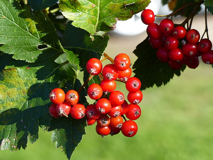 Rönnbär, Berry, röd, TWIG, Leaf, träd, hösten